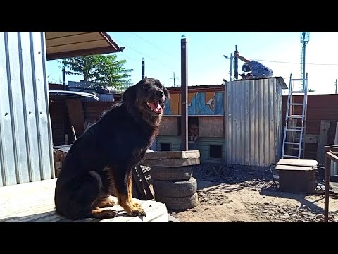 Видео: Нарастил я столбики и поставил ферму! 15 часть БДФ о строительстве навеса в приюте для животных!