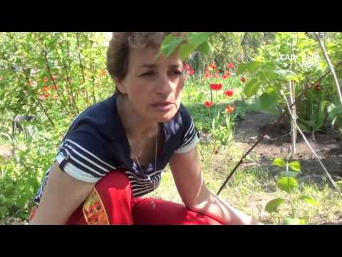 Видео: Как обрезать сирень. Сайт "Садовый мир"