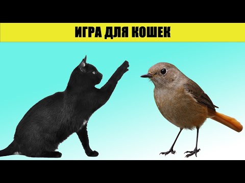 Видео: ВИДЕО ИГРЫ ДЛЯ КОШЕК, КОТОВ! 4 ВЫПУСК | ПТИЧКА / ПТИЦА