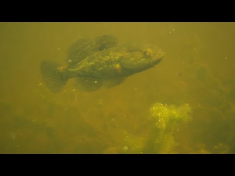 Видео: Самый авторитетный ротан в пруду