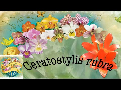 Видео: Ceratostylis rubra, основной уход.