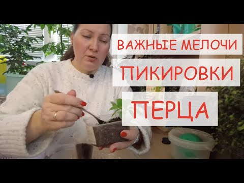 Видео: ПИКИРОВКА РАССАДЫ ПЕРЦА СЛАДКОГО С ВАЖНЫМИ ДЕТАЛЯМИ. КОГДА ПИКИРОВАТЬ ПЕРЕЦ В  МАРТЕ