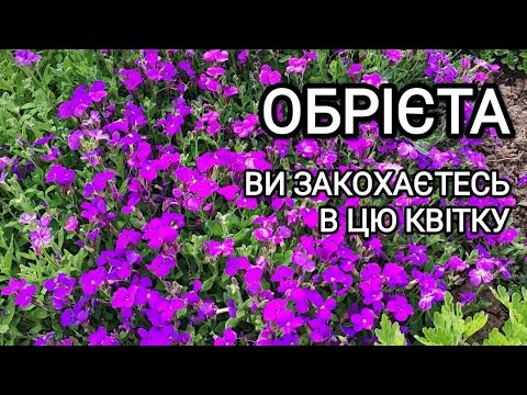 Видео: Обрієта: догляд, розмноження, обрізка.Показую обрізку обрієти. Ґрунтопокривні рослини #квітник#квіти