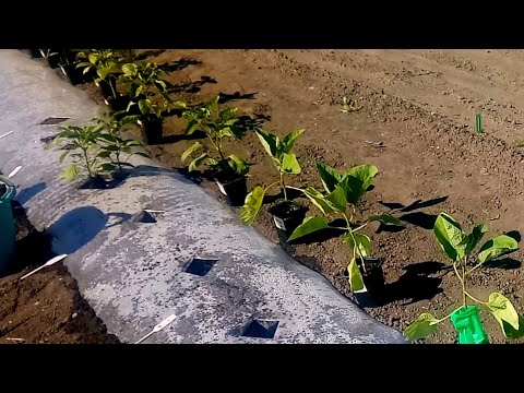 Видео: ОГОРОД НА ПЛЁНКЕ/ОТЛИЧНЫЙ УРОЖАЙ/МИНИМУМ УХОДА
