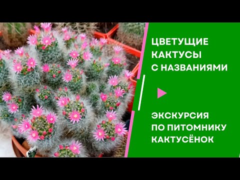 Видео: Этого вы ещё не знали! Цветущие кактусы с названиями видов. Экскурсия по питомнику Кактусёнок