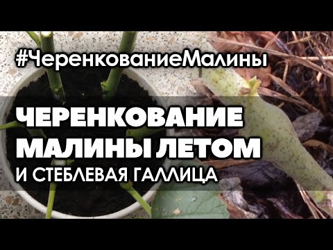 Видео: 🌿 #1 Размножение малины черенками в августе и малинная стеблевая галлица.