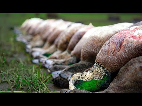 Видео: СВИНЬИ ВЕРНУЛИСЬ!!! 9 быстрых лимитов в эпической утиной охоте PNW!