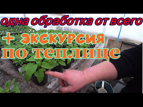 Видео: Обработка рассады от болезней и вредителей + Экскурсия по нашей теплице.