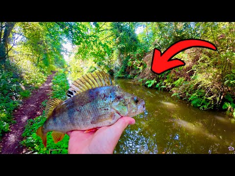 Видео: Ловля крупного окуня на канале с приманкой!