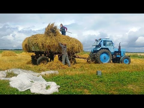 Видео: Не картинка, а реальная жизнь в деревне.