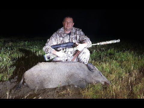 Видео: Охота на кабана с подхода с прибором ночного видения