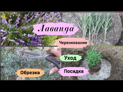 Видео: Лаванда. Посадка, уход, обрезка, черенкование.
