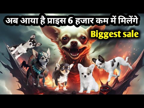 Видео: Ого! Сэкономьте 6 тысяч! | Самая выгодная сделка на щенков чихуахуа | щенки на продажу