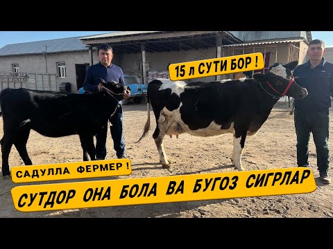 Видео: СУТДОР  ОНА  БОЛА  ВА  БУГОЗ  СИГР НАРХЛАРИ  САДУЛЛА  ФЕРМЕР !  30-ОКТАБРЬ