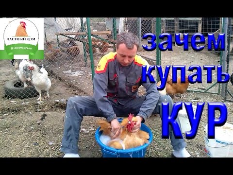 Видео: Как обрабатываем кур от вшей, клещей и пероедов