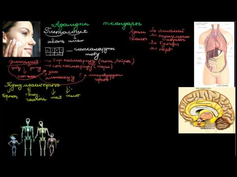 Видео: Адамдын ткандары