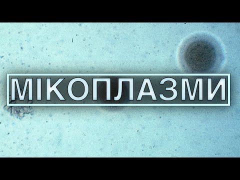 Видео: Мікоплазми (Mycoplasma). Історія про першу в світі штучно сконструйовану хромосому