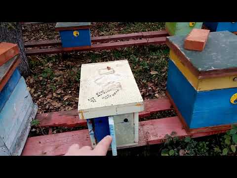 Видео: Зимовка запасных маток