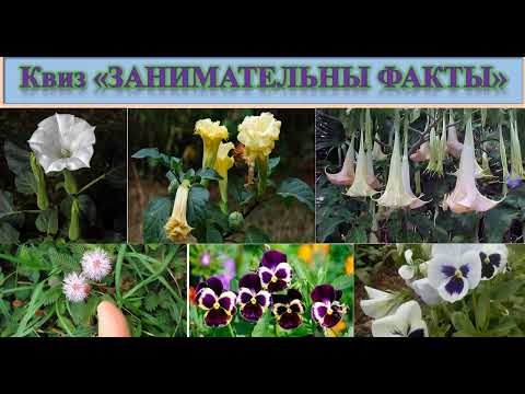 Видео: 62 Дурман смеха. Анютины глазки