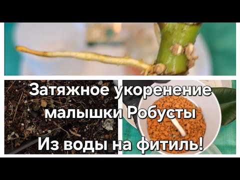 Видео: Затяжное укоренение малышки Робусты. Из воды на фитиль! Результат эксперимента 03.05.2025г.