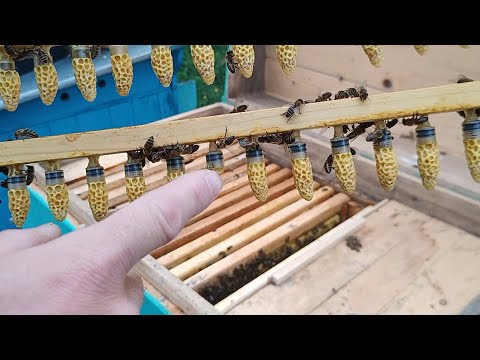 Видео: Ізоляція, формування, прививка. 3в1. (16.05.21)🐝💪🐝