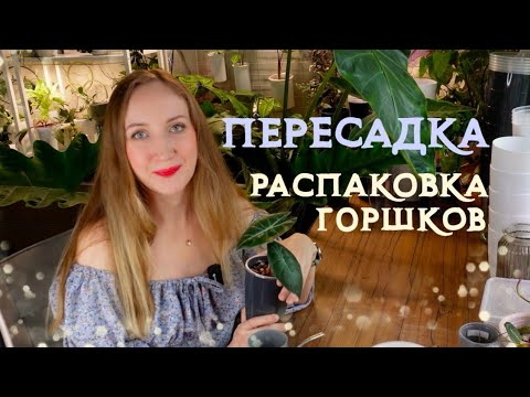 Видео: РАСПАКОВКА горшков | ПЕРЕСАДКА растений