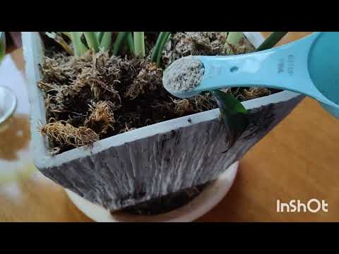 Видео: Эухарис. Подкормка и уход за эухарисом.