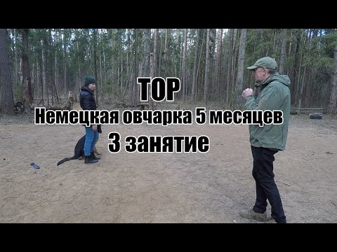 Видео: Немецкая овчарка Тор, 5 месяцев.  3 занятие.