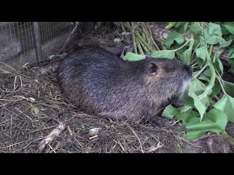 Видео: Эксперименты по удешевлению кормления нутрий.