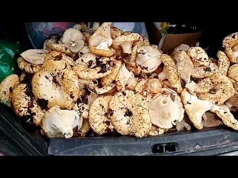 Видео: 329📣Приглашаю желающих на тихую охоту за царским грибом🍄🍄🍄📣