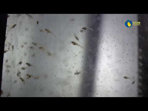 Видео: Бессвязный ролик о разводне. Развел клинопятнистых расбор Питерских