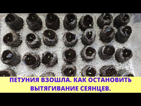 Видео: Обязательно сделайте так. Всходы петунии не вытянутся и не упадут. Коренастая рассада петуний.