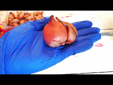 Видео: БАБУШКИН СПОСОБ ВЫРАЩИВАНИЯ ЛУКА. Подготовка лука семейного/шалот/ к посадке.