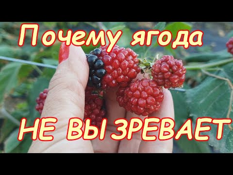 Видео: Почему ежевика краснеет, НО НЕ вызревает?