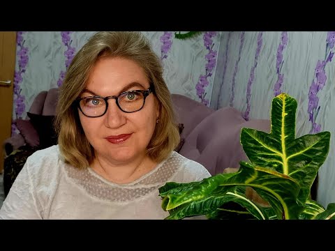 Видео: Обзор. Экономист  ТО -СЁ ,ТУДЫ - СЮДЫ работает в хвост и гриву 🤷‍♀️