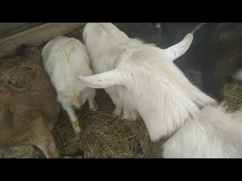 Видео: Рожаем, или не рожаем? Верные признаки скорого окота