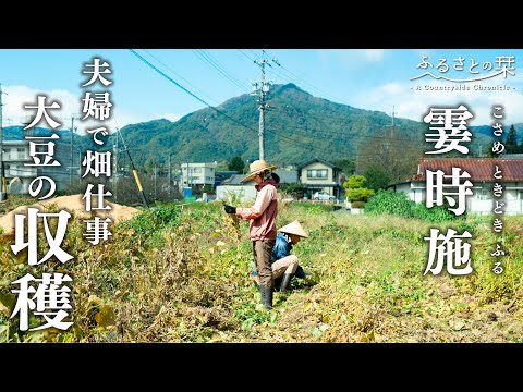 Видео: [Фермерские работы] Осенний урожай: Первый урожай сои и овощей в поле #173