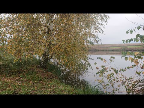 Видео: Пів дня ловив на поплавок ...