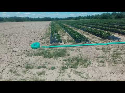 Видео: Выращивание клубники в ленобласти