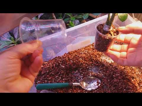 Видео: Адениумы. Эксперимент. Не пытайтесь повторить, пока не увидите результат.