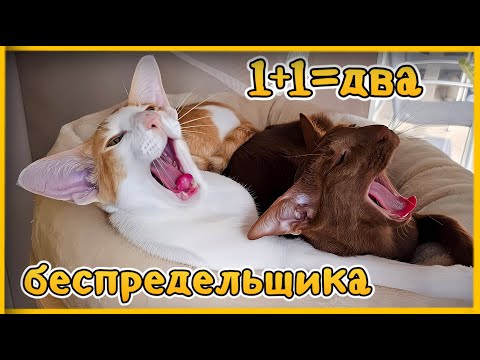 Видео: Что бывает от перемены мест слагаемых😸 Мне отказались помогать🥺 #cat #funny #comedy