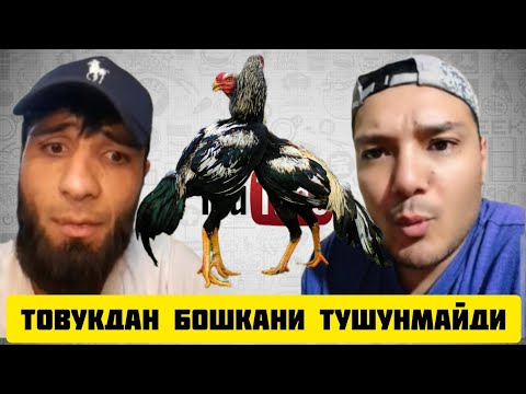 Видео: ТИК ТОКЕР АЗИЗ УТА ЙОМОН БИЛАН КУЧЛИ БАТИЛ