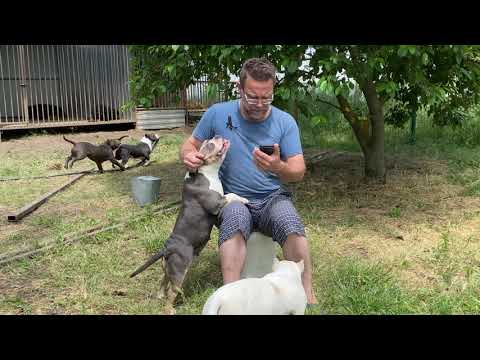 Видео: Как ВЫБРАТЬ ЩЕНКА американского булли | ответы о собаках и щенках