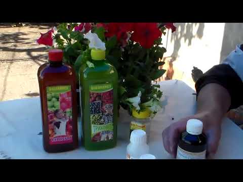 Видео: Борьба с болезнями на винограднике. Перекись водорода.