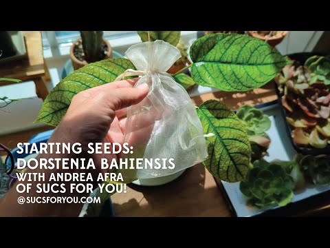 Видео: Стартовые (и гоняющиеся) семена: Dorstenia bahiensis