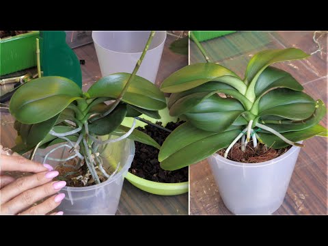 Видео: Орхидея НЕ РОСЛА корнями В ГРУНТ. Посмотрим почему и пересадим.
