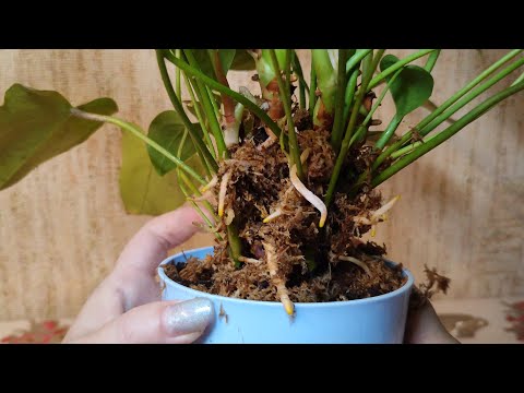 Видео: Результат наращивания корней и посадка антуриума💥 #антуриум #антуриумуход