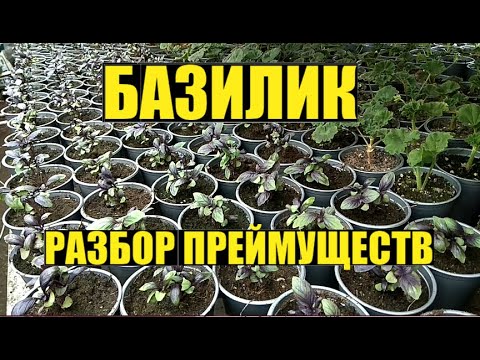 Видео: Базилик - выращивание на продажу.