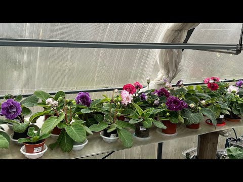 Видео: Выходные цветовода. Перевалка пеларгонии. Просто поговорить😊