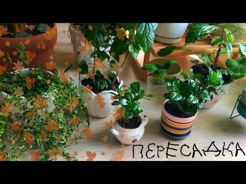 Видео: 🍂Осенняя пересадка комнатных растений🍂 Из бОльшего горшка в меньший и наоборот🤪